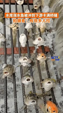 浙江丽水，一水库涨大水，鱼被冲到下游，被冲到一座钢筋桥上时，很多鱼直接被卡在钢筋
