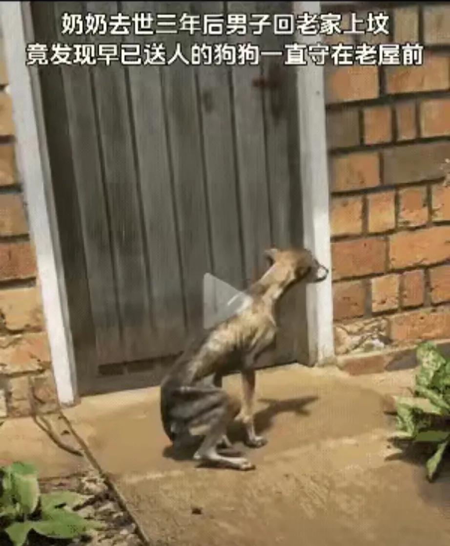 你以为狗狗不懂爱，它却用行动打了所有人的脸！一男子回老家给离世三年的奶奶上