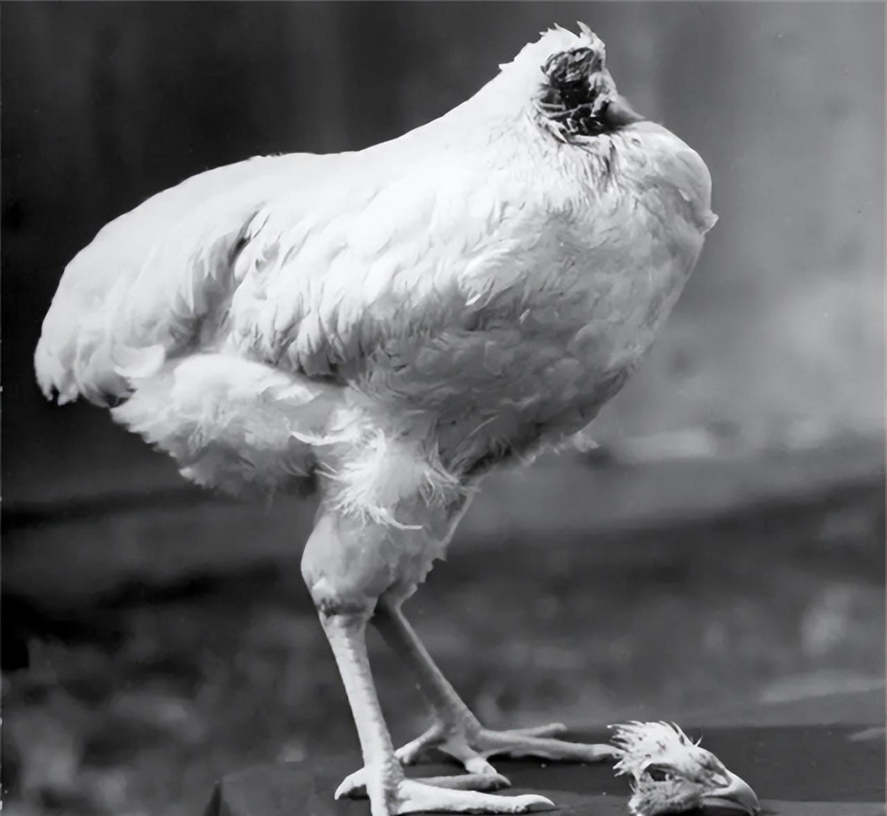 1945年，一只公鸡被主人剁掉了脑袋，不可思议的是，这只无头鸡竟依旧活蹦乱跳，要