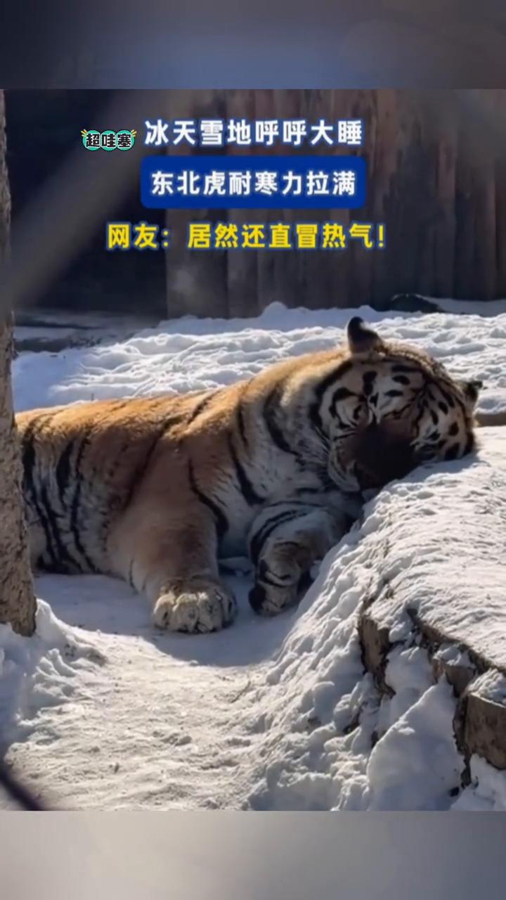 冰天雪地呼呼大睡，超哇塞。东北虎耐寒力拉满。网友：居然还直冒热气。喜欢就点个关