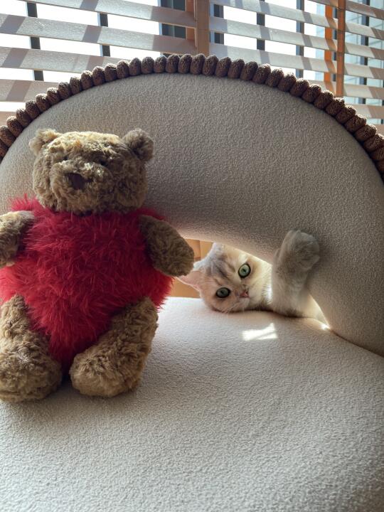 我家的猫猫也太可爱了吧～