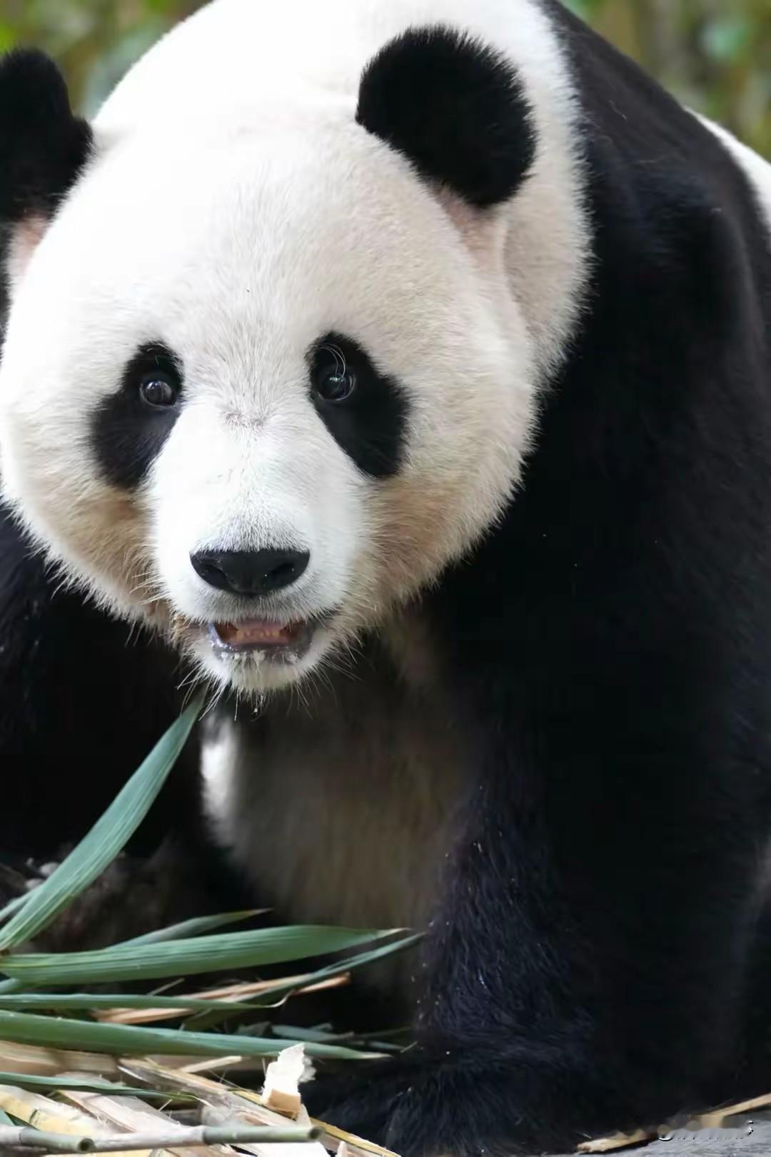 10岁的熊猫宝宝家和回到了潘达星没想到长隆动物园也能这么失误据说熊猫宝宝家和