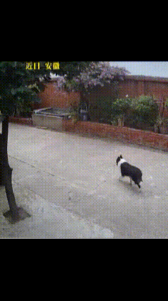 孩子好心分享蛋黄,家犬瞬间翻脸咬人！再聪明狗还是狗，它就是喜欢咬人！我家狗对