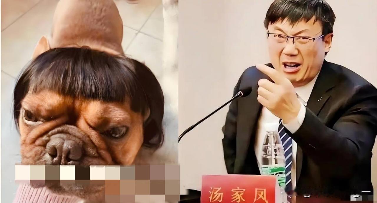 汤家凤最新发声硬刚胡锡进：我是老百姓，我站老百姓[赞]就在刚刚，汤家凤又发