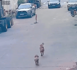 🐶：快，快救我狗命[哭哭]