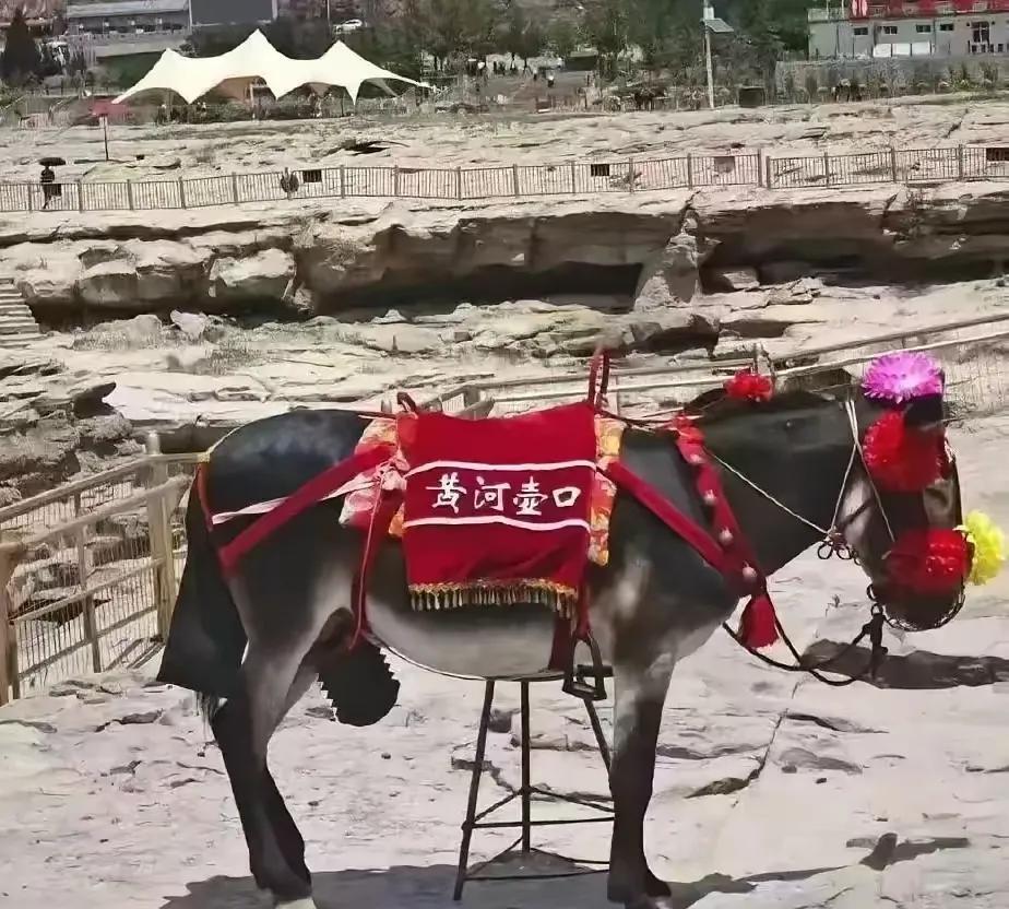 一头普普通通的毛驴散养在黄河壶口旅游名胜景区就成名驴了，又被要和它合影的女游客举