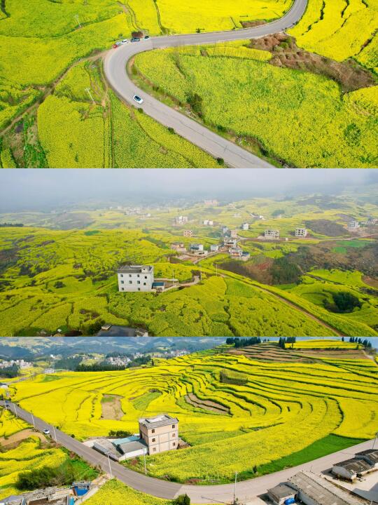 《国家地理》果然没骗我，罗平油菜花海真值得