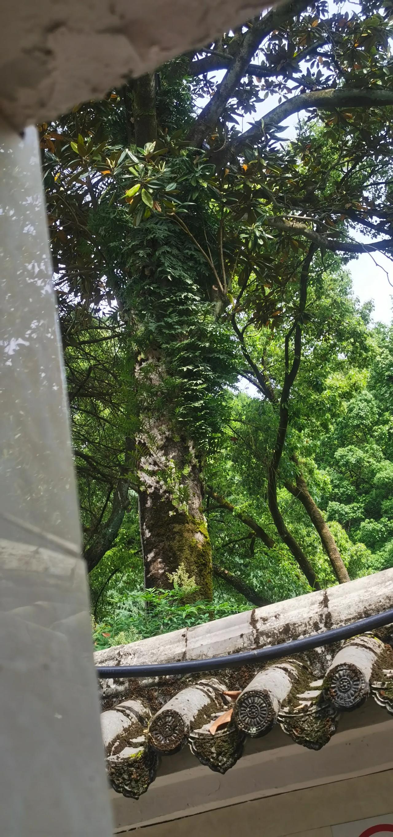 景区看到的，这棵高大的广玉兰树干上长了好多细长的叶子，看着不像是藤蔓植物盘上去的