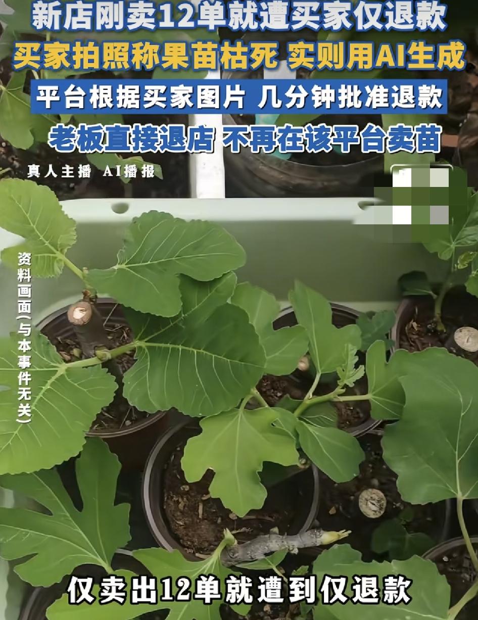 河北一电商商家新店卖无花果苗，仅售出12单就遭到了买家的恶意退款，买家付上果苗已