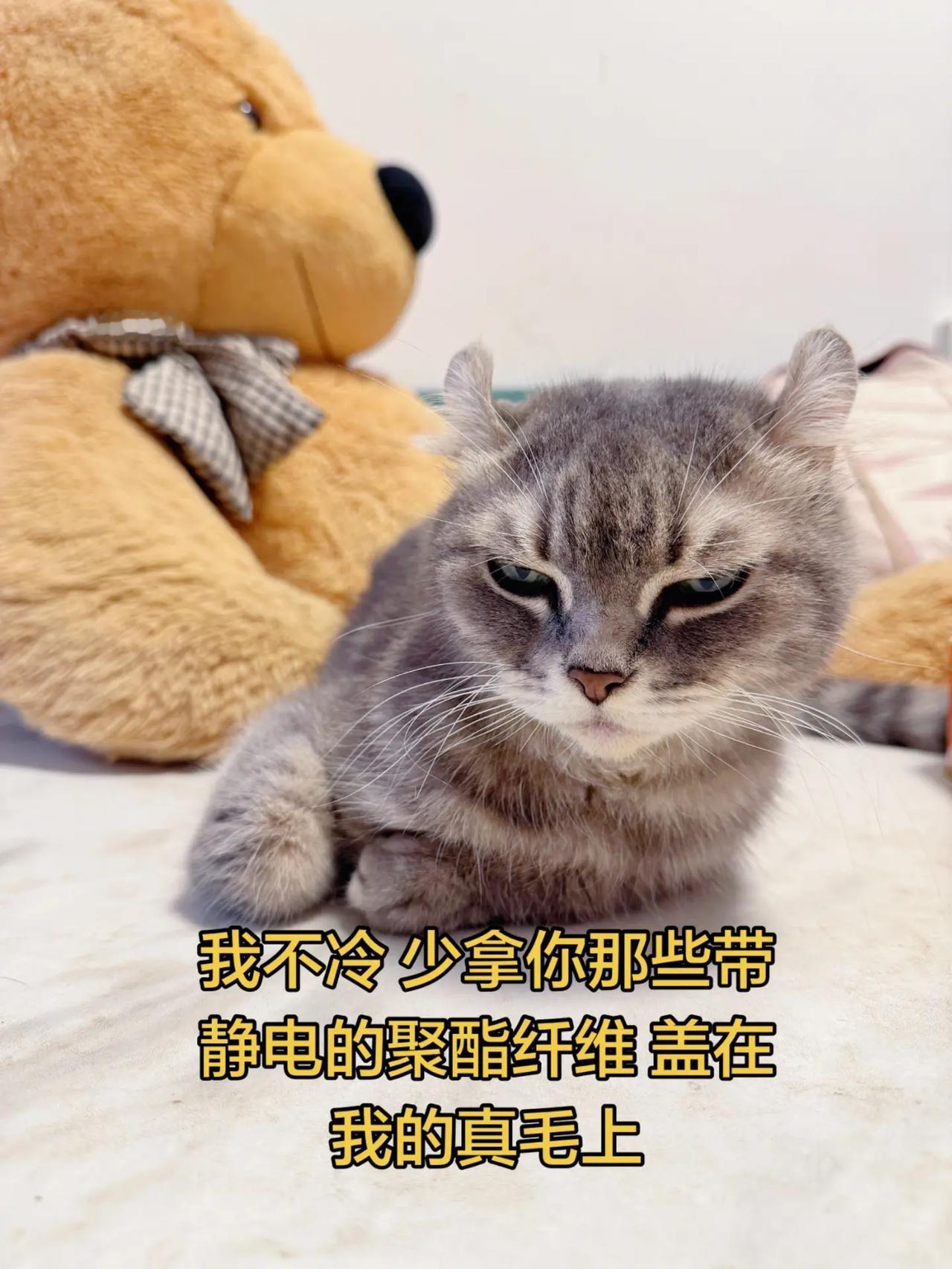 一身聚酯纤维的你怎么敢碰100%纯毛的我。哈基米可爱的小猫咪猫猫猫咪猫咪