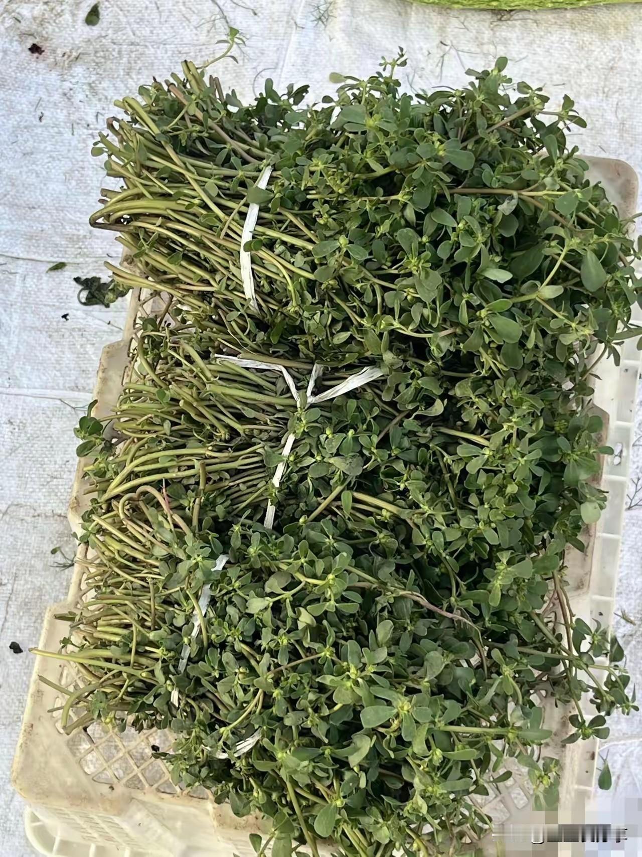 这菜好吃吗，有吃过的友们说一下呗。