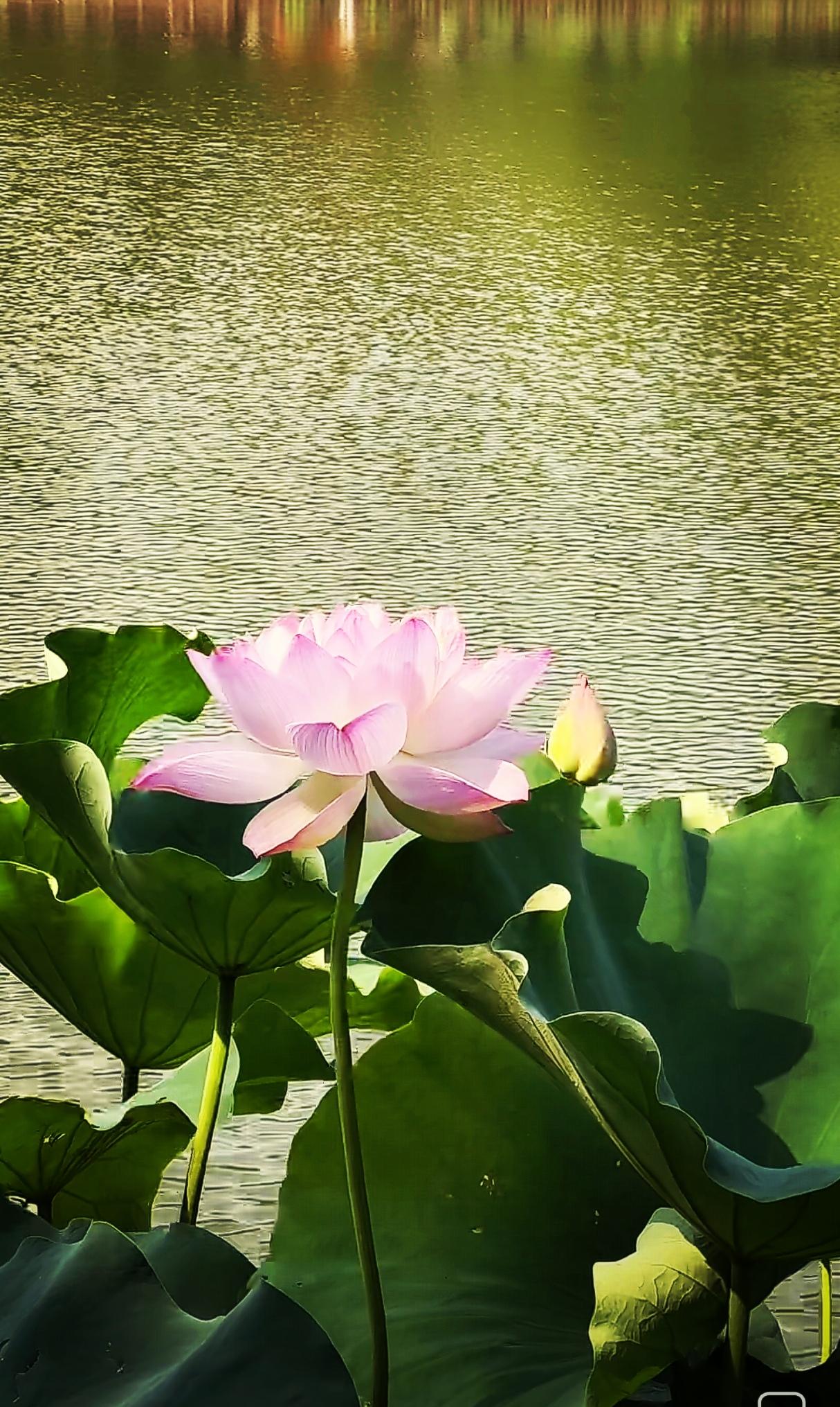 手机随手拍的荷花随手拍～