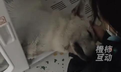 “悲剧还是发生了！”近日，浙江台州，一男子带家中的田园犬到宠物医院洗澡，中途因为