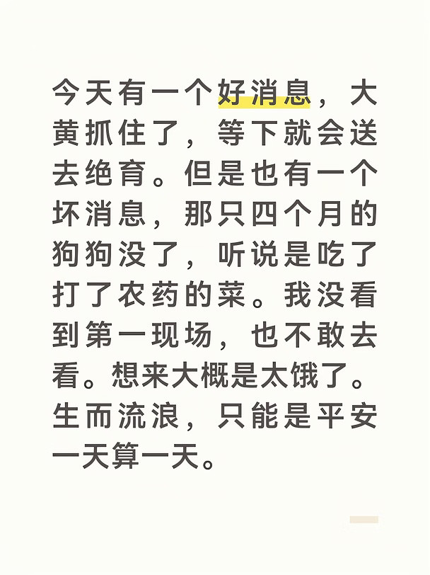湖南长沙流浪狗求领养