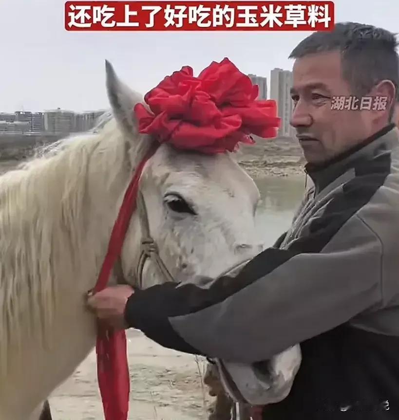 舍命救人白龙马西归，建议生物专家把它做成标本，放在仙桃文明馆展示。2月11日