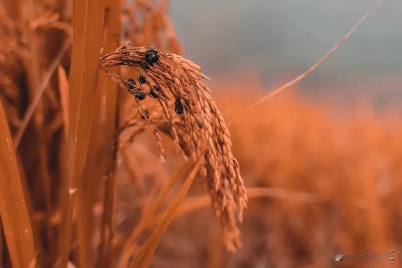 中国水稻好，原因可不少。首先，中国农业科研人员超厉害，袁隆平院士等培育出众多高产