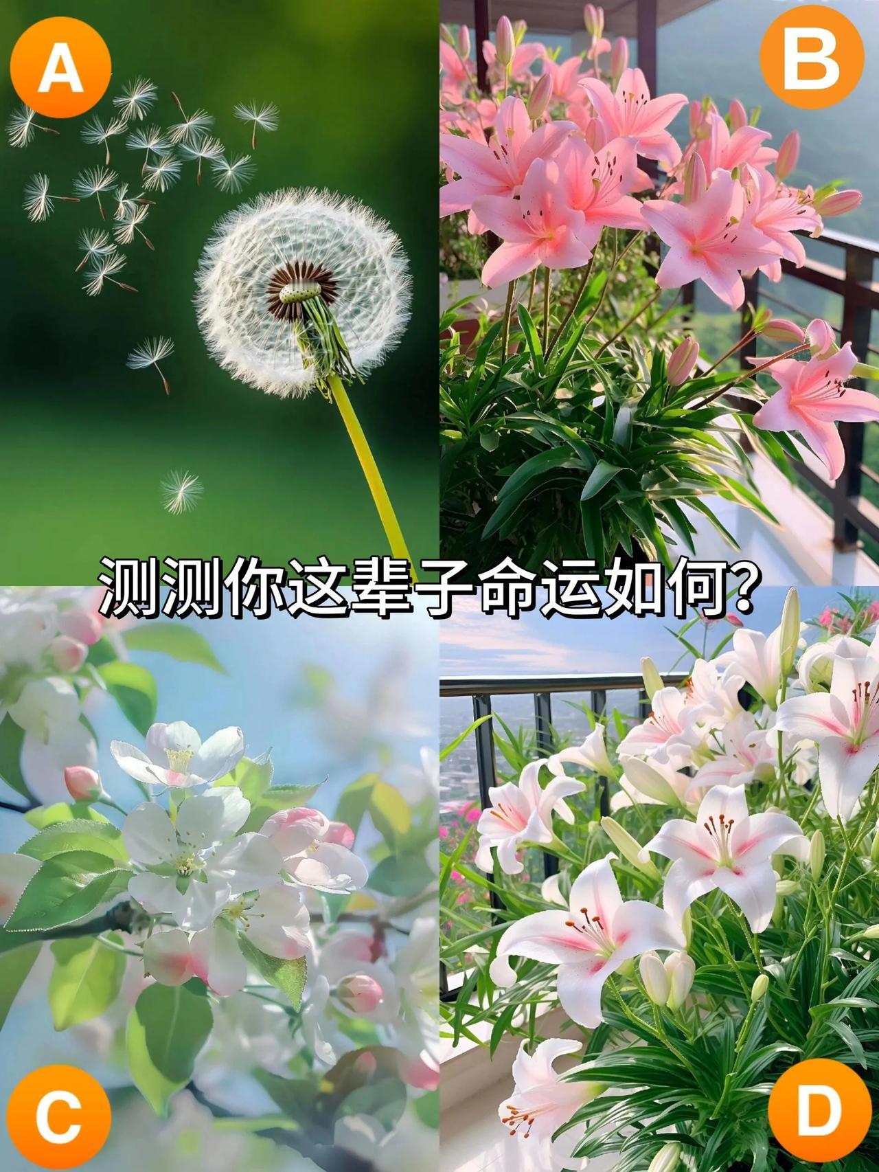 心理测试：测测你这辈子命运如何？看👀你是像蒲公英一样，随风飘扬落到哪里就在