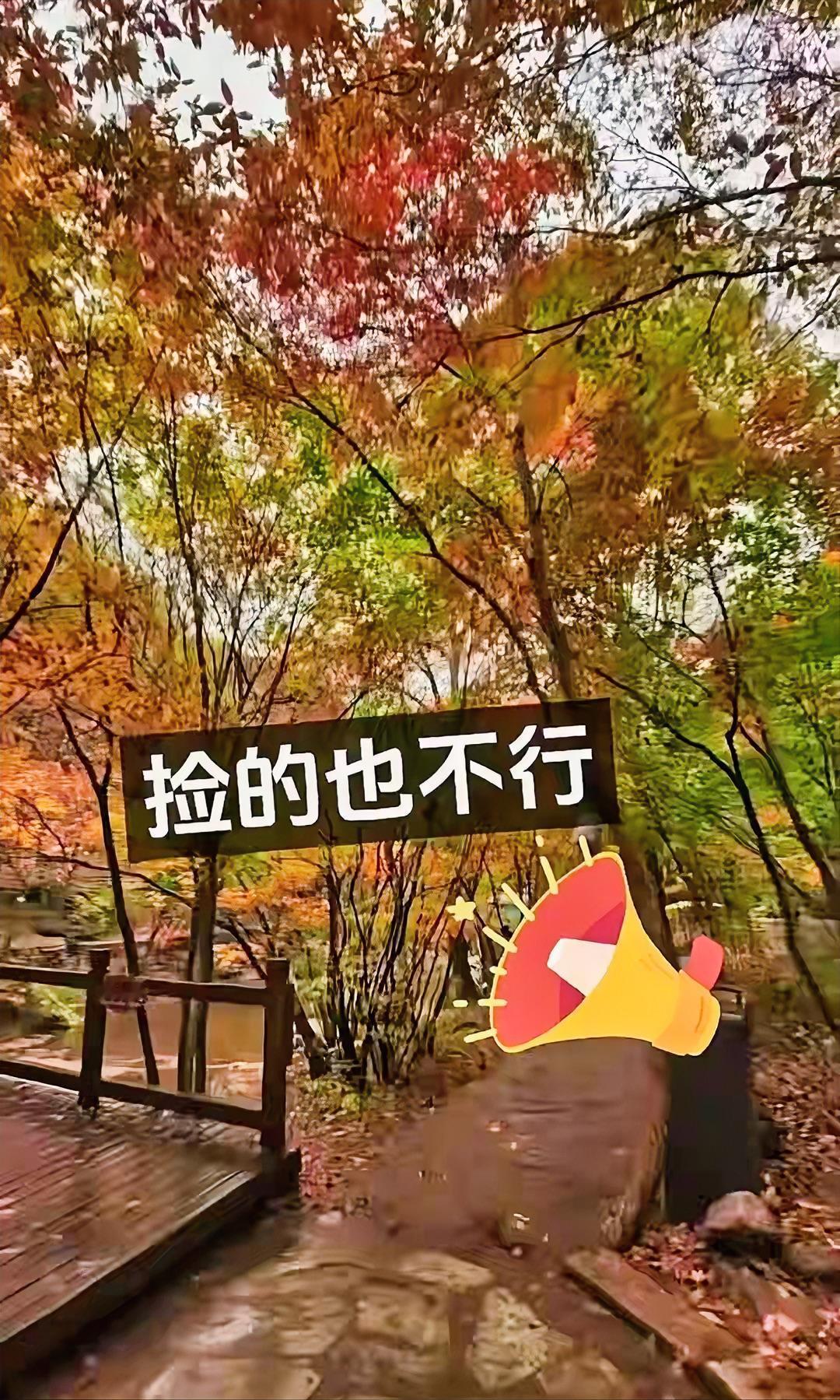 辽宁本溪老边沟景区禁止游客采摘、手持甚至捡枫叶，这规定一出来，网友们炸锅了，很多
