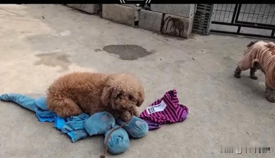 小泰迪被主人遗弃在了路上，还带着主人以前送给它的玩具呢。可怜的小泰迪不让任何人拿