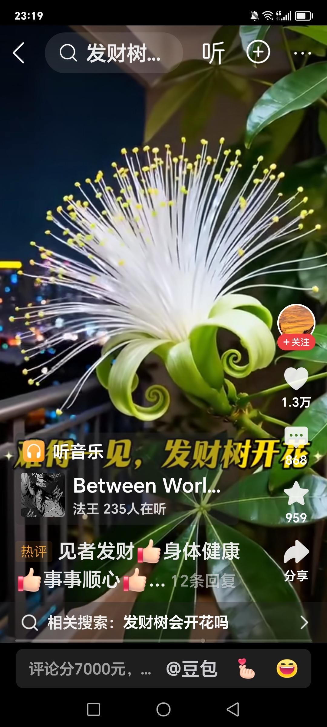 发财树也能开花，并且；非常的漂亮。