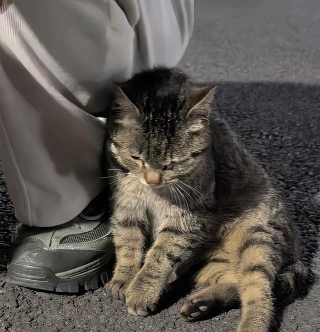 下楼看广场舞居然白捡一只猫。刚蹲下没多久，腿边就靠过来一只几个月大的小狸花，看着