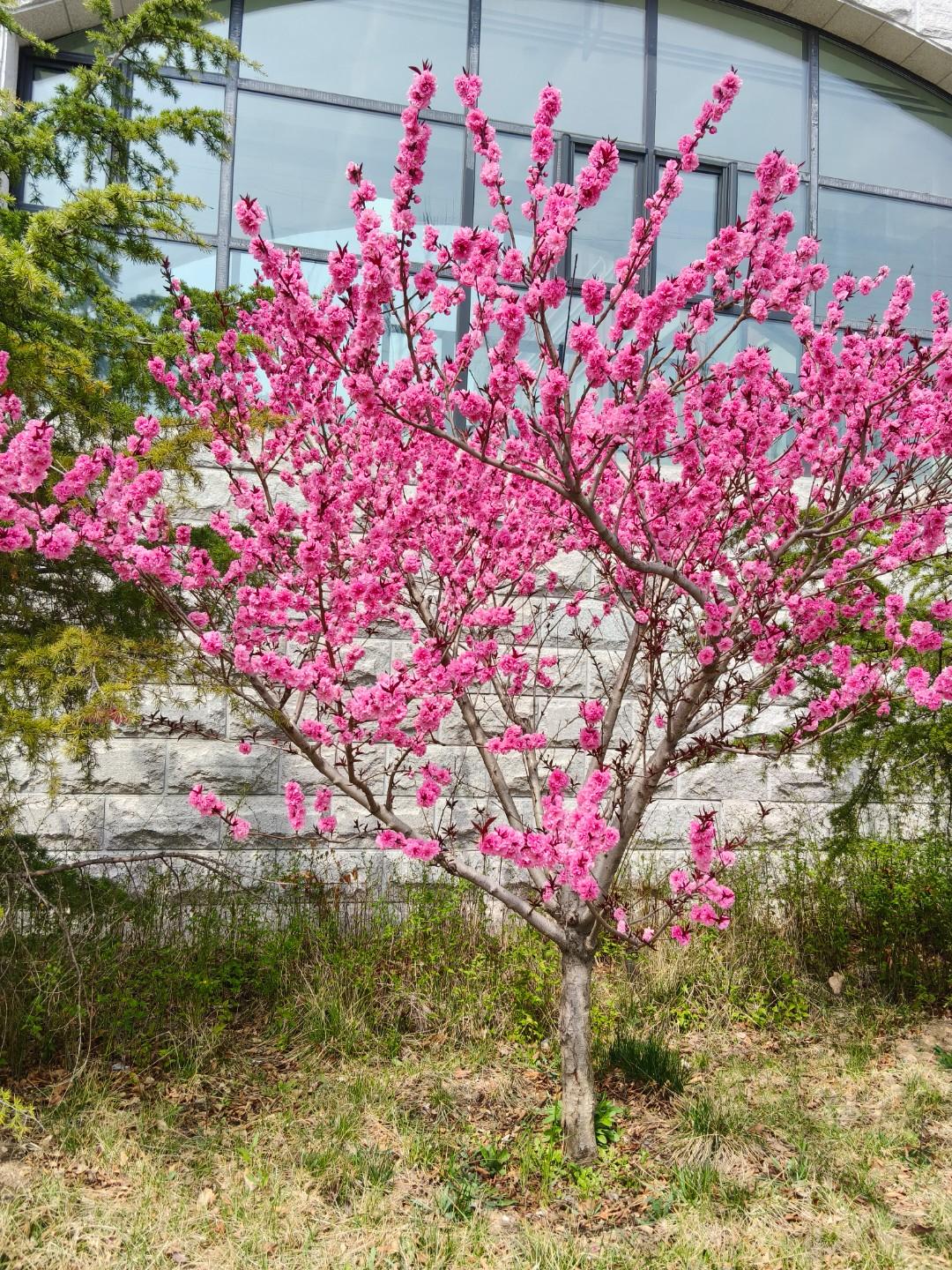 这算不算一手好牌打的稀烂？我昨天去菜市场买猪肉，正在等红灯的时候，被一声大