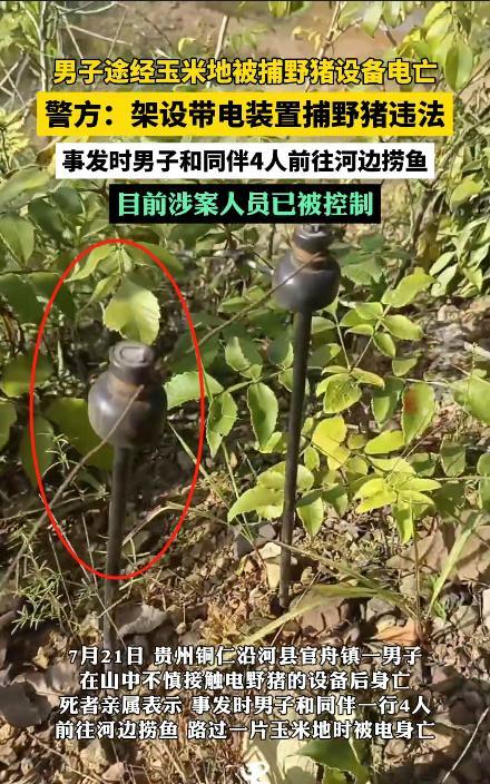 “冤不冤！”7月21日，贵州铜仁，男子去河里捞鱼，途经玉米地时，不小心碰到了用于