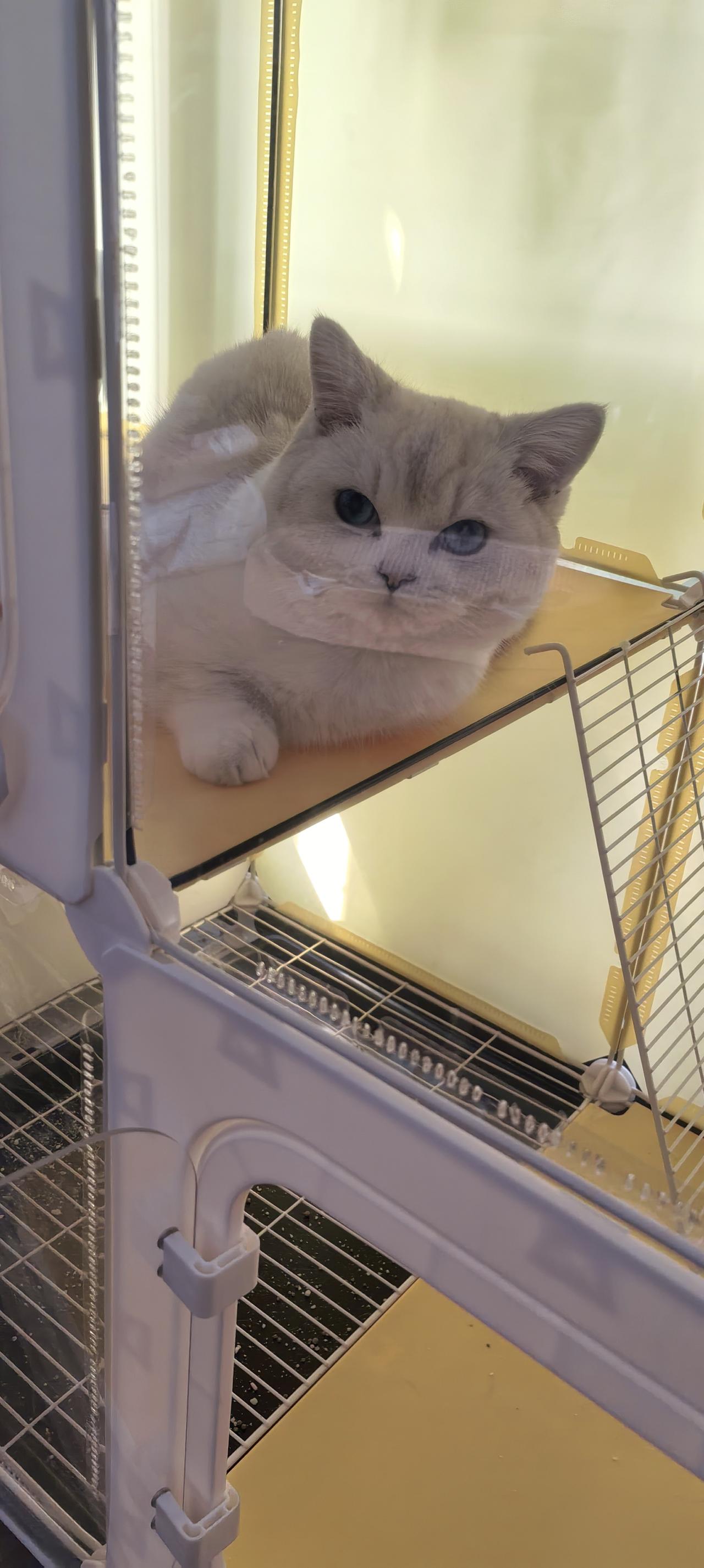 我家里的雪糕真的很可爱.它有自己的小世界，有属于它的安静角落。每天早晨，伸个懒