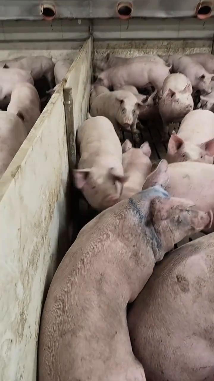 哎呀，哎呦我的妈，哈哈哈。