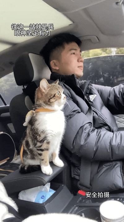 谁懂啊！这只猫咪直接把自己活成了主人的专属副驾保安，也太尽责了吧！