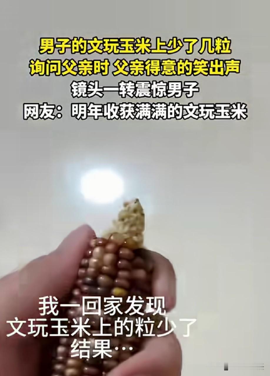 这都能发芽的么[笑着哭]不过也不错，到了秋天，就能收获更多文玩玉米了