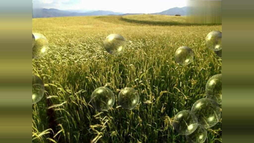 金色的麦浪歌曲曲谱_金色麦浪图片(2)