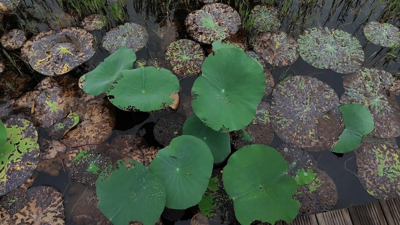 一张图记录深秋秋日风景欣赏～荷叶之美！分享你随手拍得风景