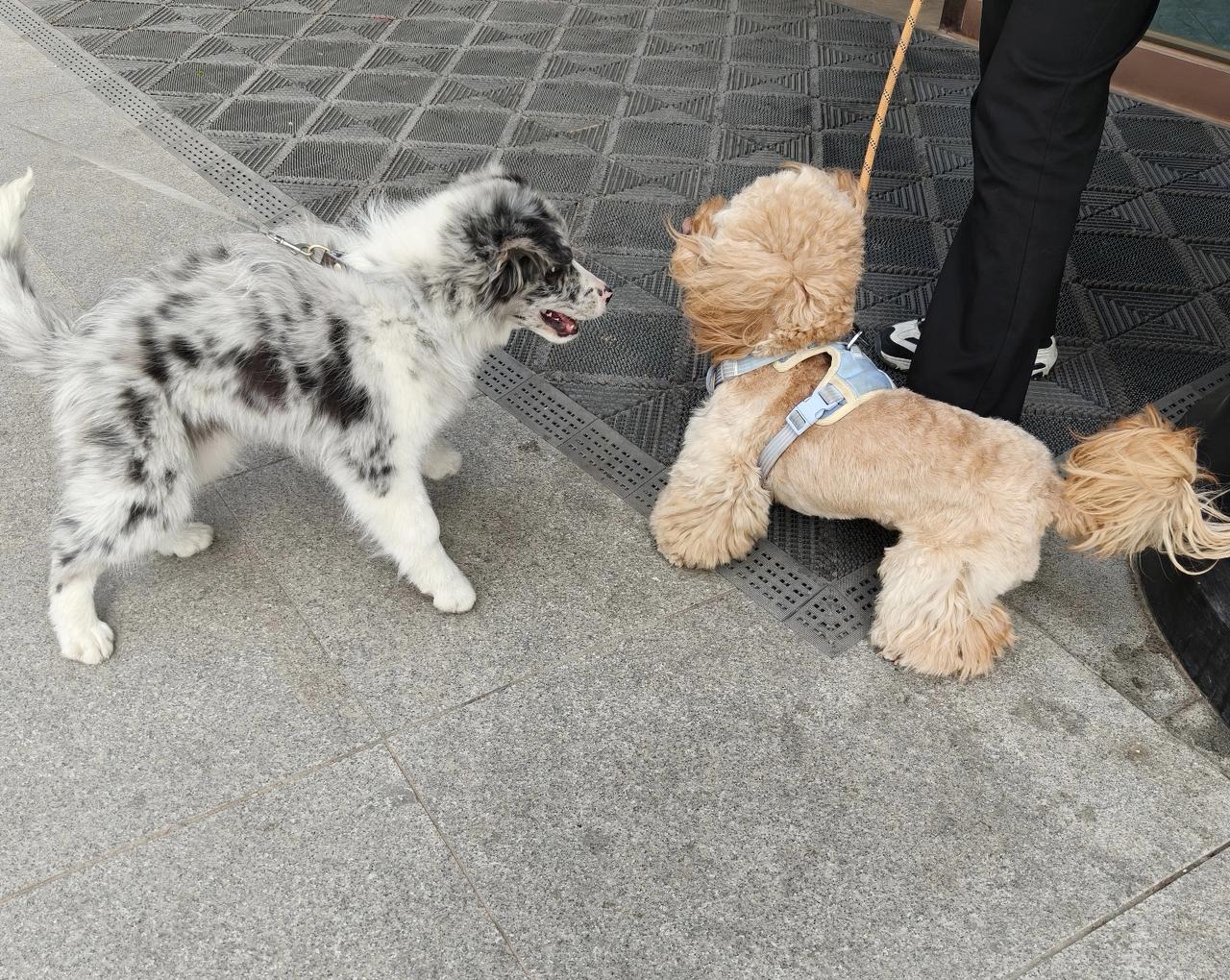 如今，不知何故，养狗的人越来越多了。今天在小区里，我又遇见两个遛狗的人。我问其中