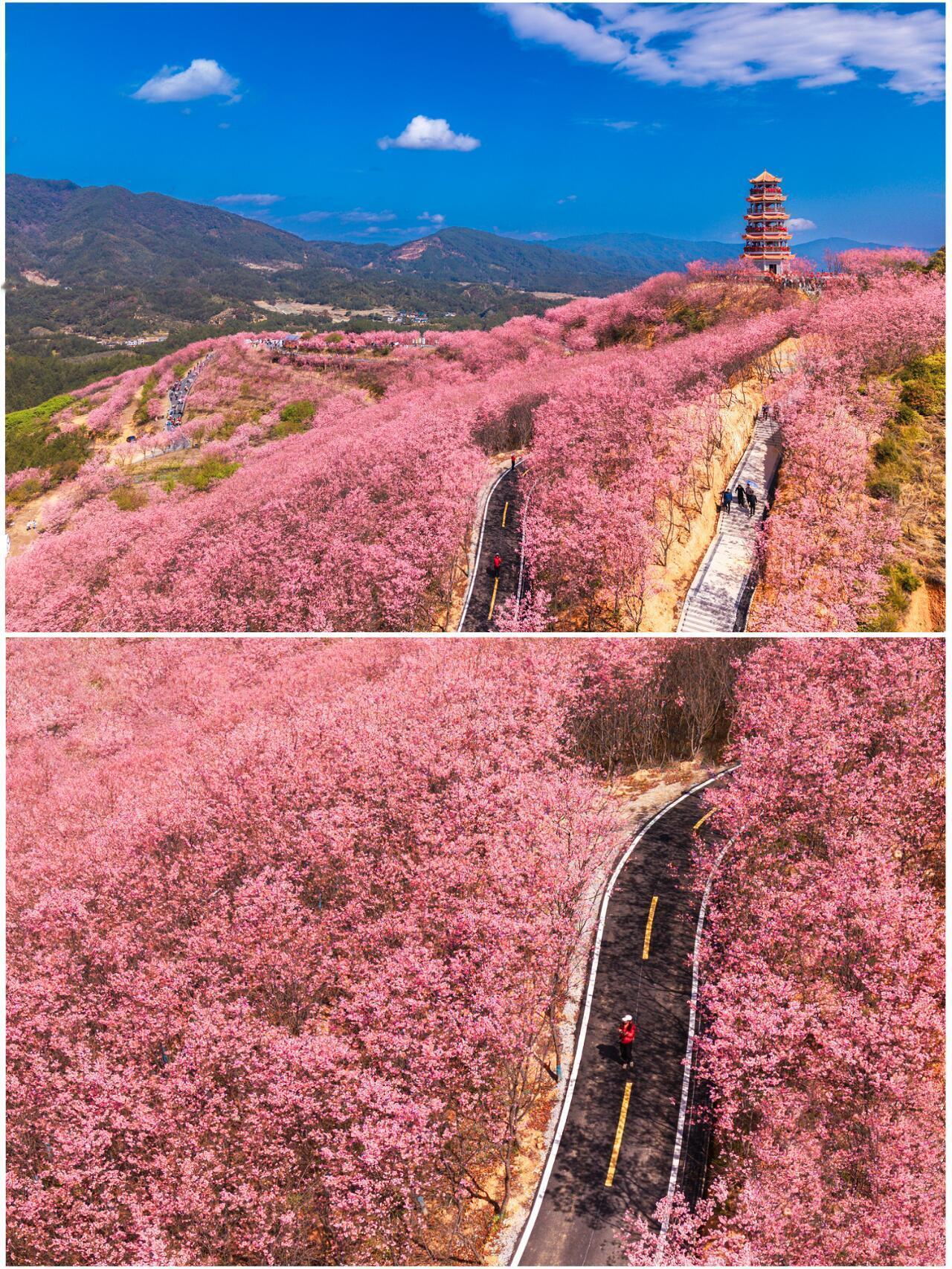 来福建找属于你的春季灵感春风拂过福建山野，漫山粉色樱花如约绽放。粉白花瓣轻叠如云