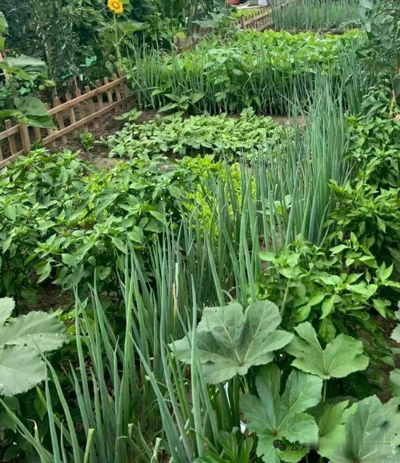 生机勃勃的蔬菜园真的太让人着迷！一场春雨过后，蔬菜园就像被施了魔法。泥土温润松软