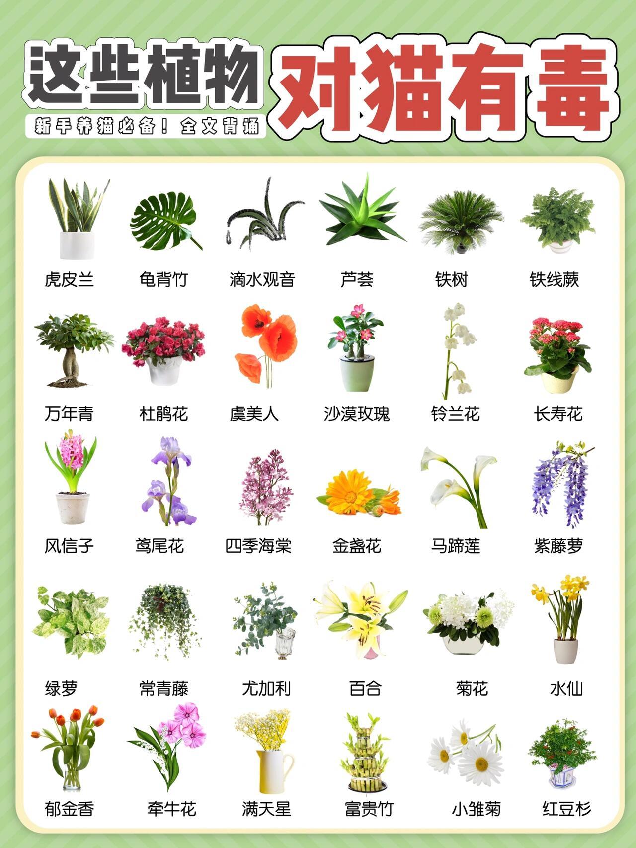 30种猫咪不能碰的植物这30种植物对猫有毒！！千万不能碰‼️新手养猫必备，全文背