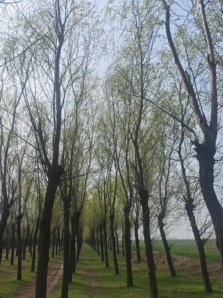 上联：夏雨荷花艳，下联才子请冬雪万树开