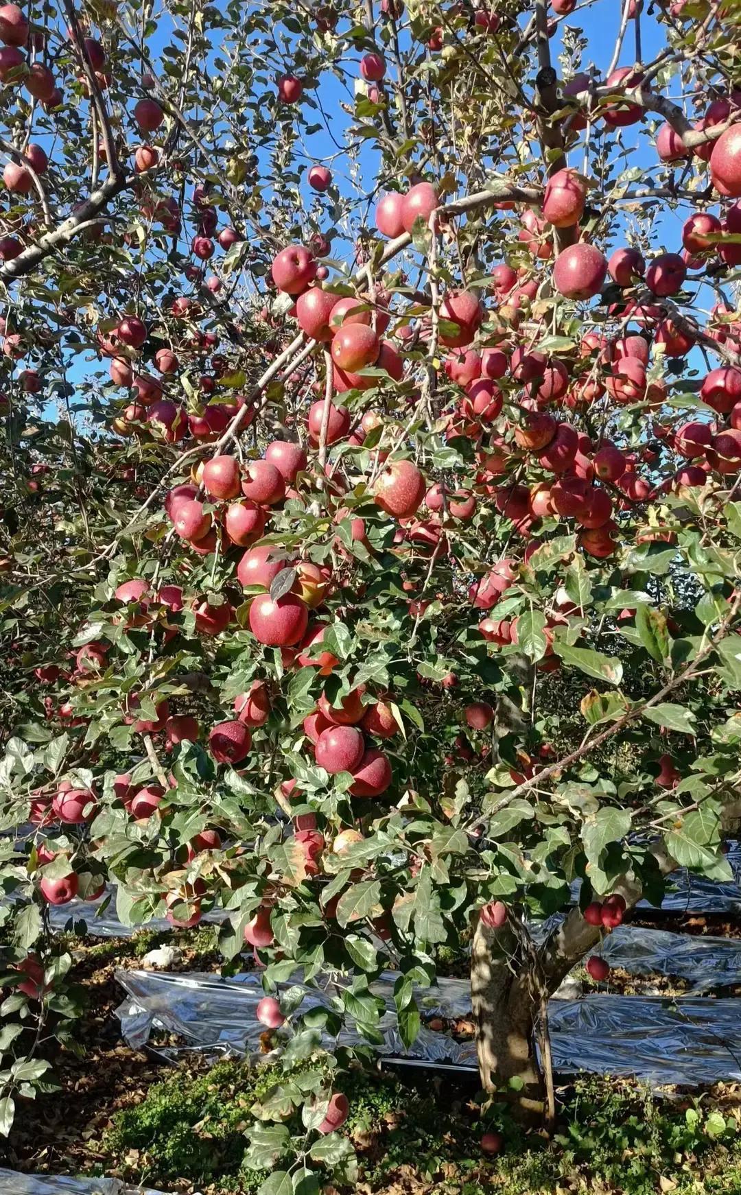家里有80岁以上老人的注意了！高龄补贴认证下周开始，错过可能领不到钱！这次