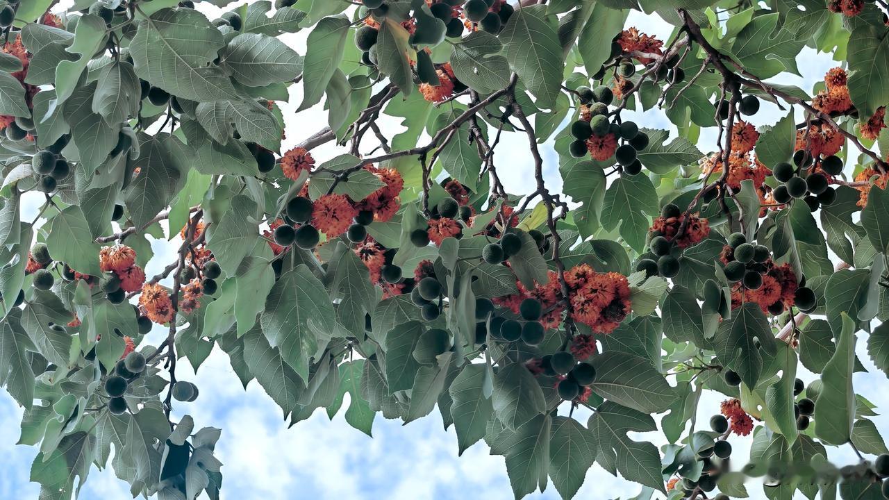 构树果实是桑科植物构树的聚花果。雌性构树果成熟时呈鲜艳的橘红色或鲜红色，球形，直