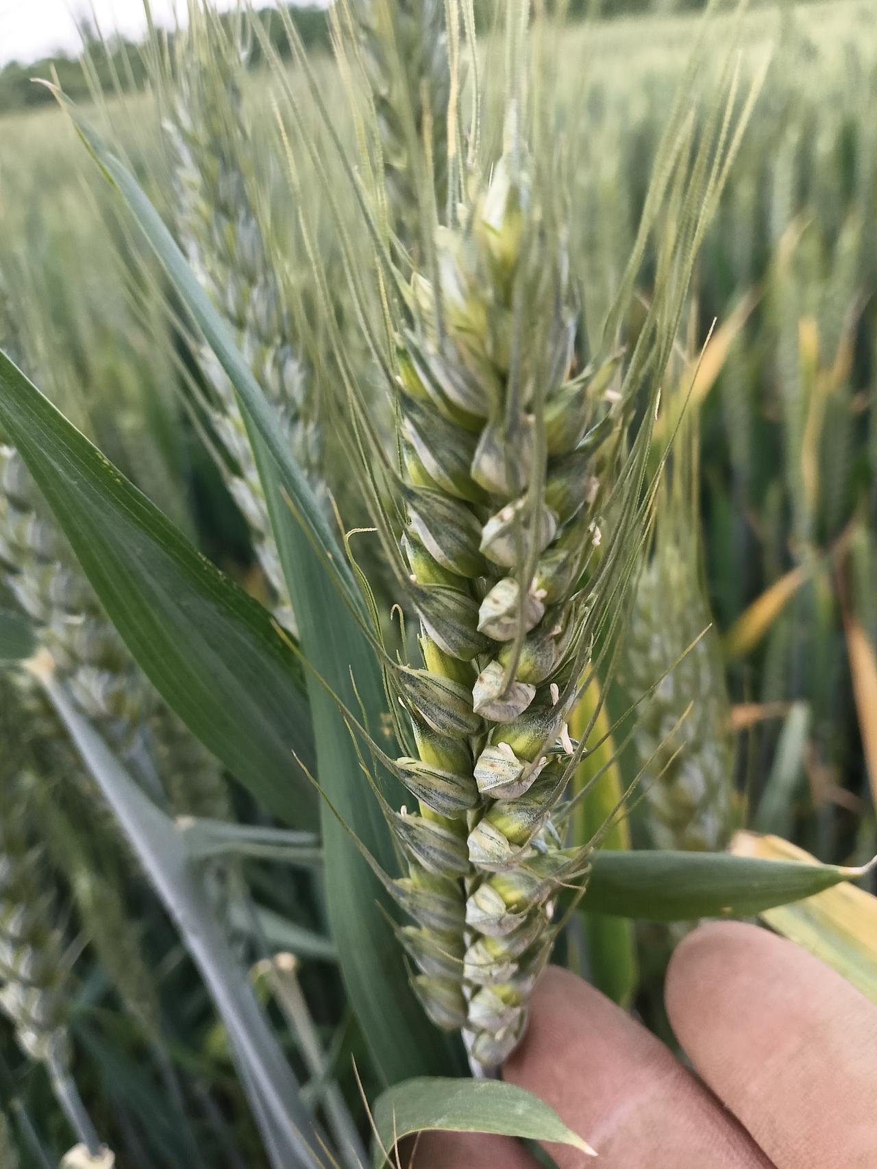 生态绿色标准种植粮食作物在健康的食物供应链中我们必须要有恒心毅力，追求幸福快乐