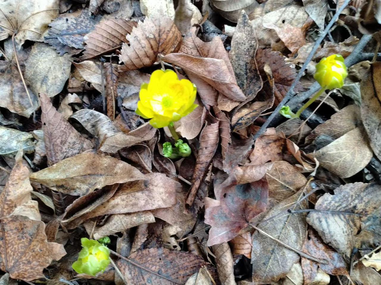 与痛风斗争的历程197今天早上起床，浑身关节都还算正常，左膝盖也没