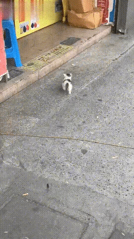 一只流浪的小奶猫正在挨家挨户推销自己，希望有好心人可以收留自己。凭着契而不舍的精