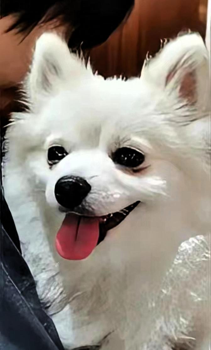 狗奴才做久了，别忘了怎么做人！这世道，越来越邪门了。北京“毒狗案”，一个女人