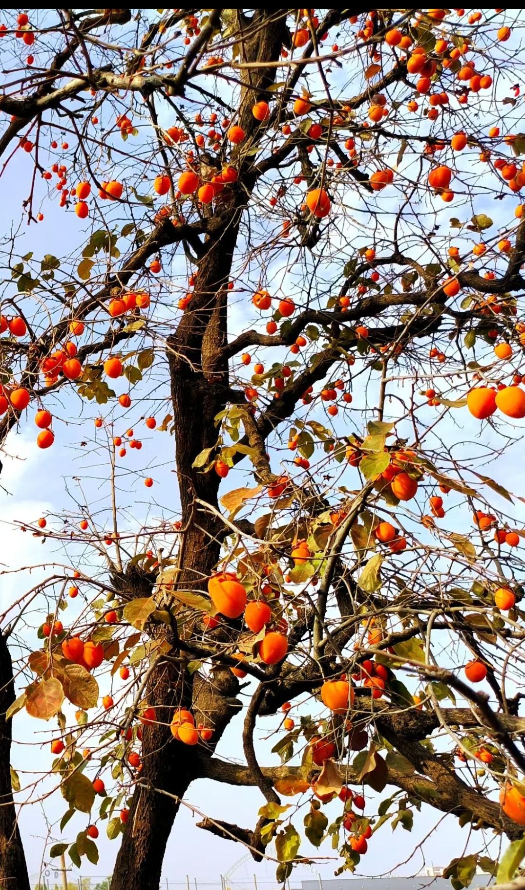 秋天秋天的伏牛山里红红火火的象征莫过于柿树上的柿子了柿子也有很多品种阳果红