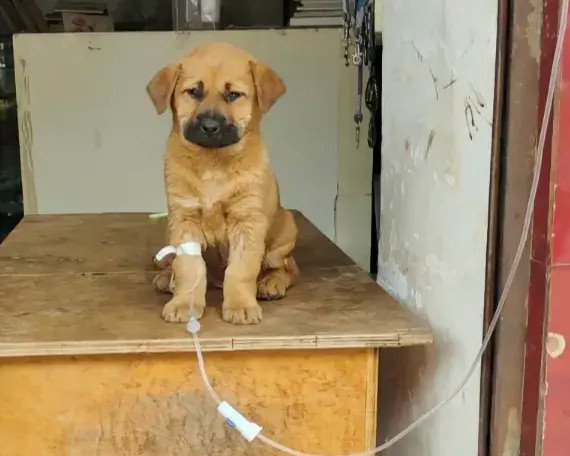 生病了挂吊瓶，主人一直在旁边守着！幸福的小家伙，这辈子是跟对人了！希望狗狗和主人
