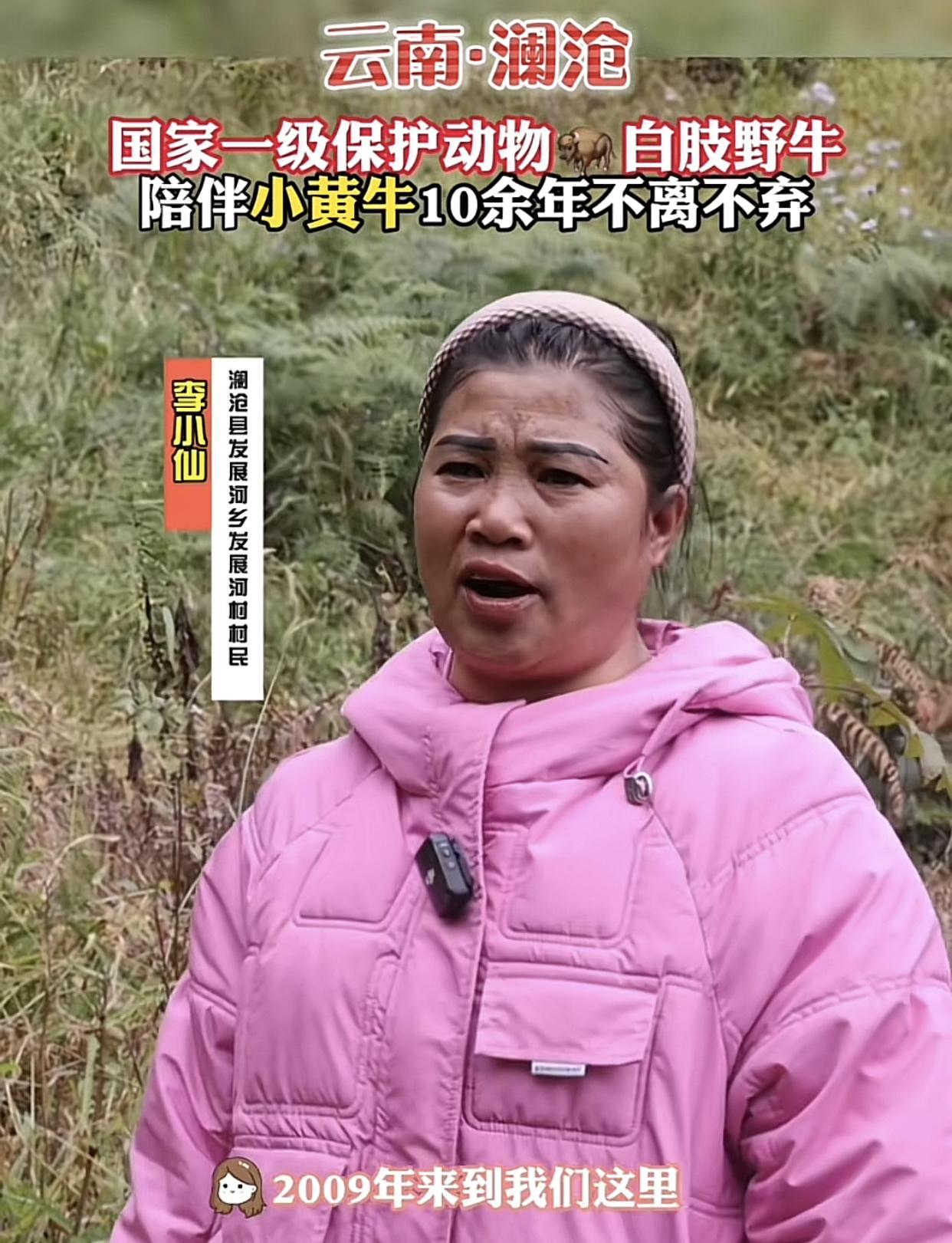 第一次在牛脸上看到无语。云南村民李小仙在放牛的时候，发现一只来陌生的小牛犊混进
