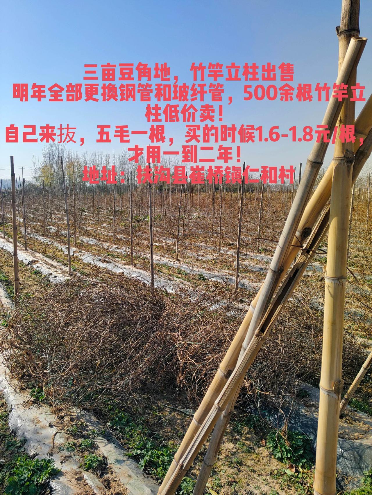 三亩豆角地，竹竿立柱出售明年全部更换钢管和玻纤管，500余根竹竿立柱低价卖！