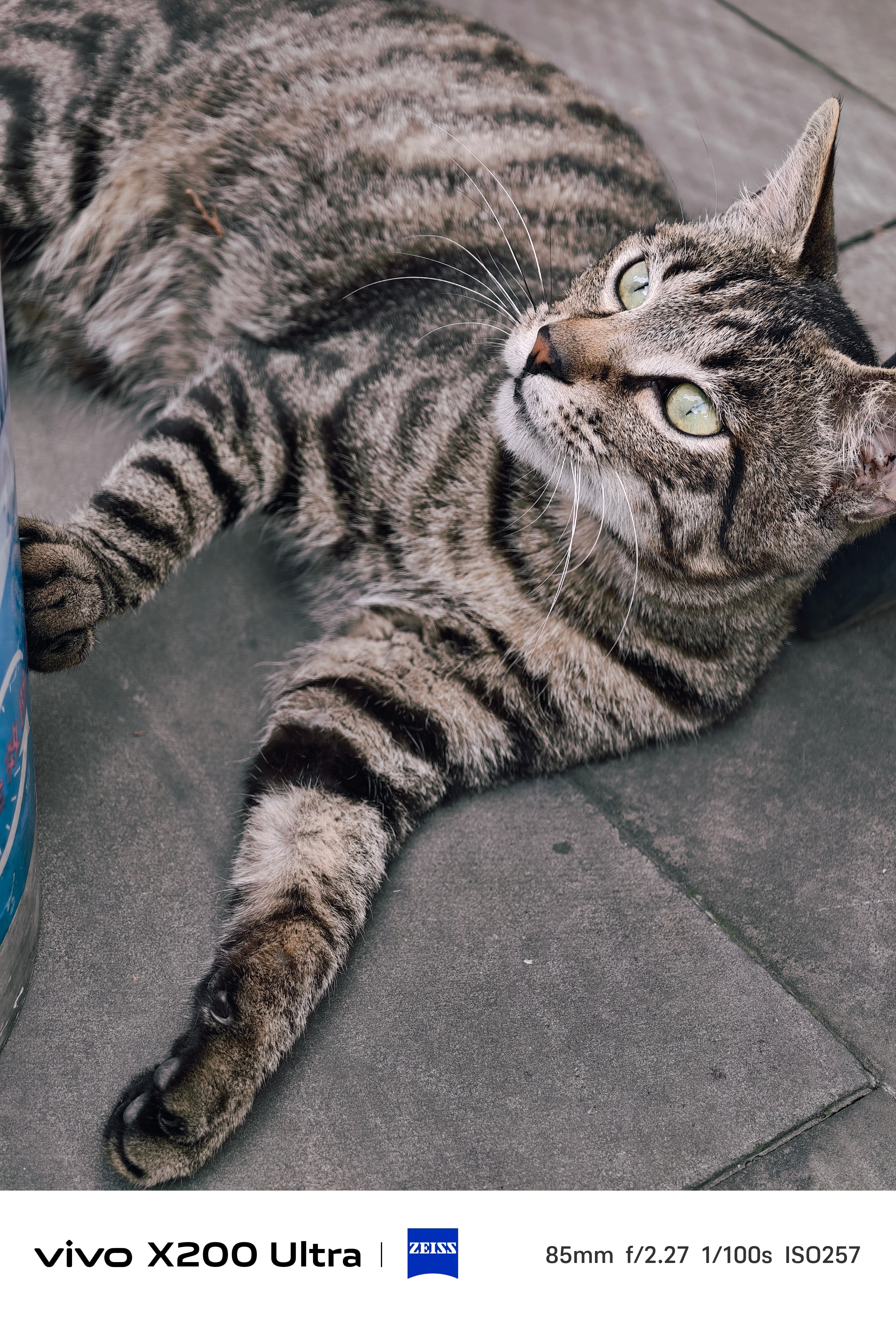 为什么猫咖没有狸花猫别的猫给点猫条还能陪你玩会儿，狸花猫纯粹是不给面子，吃完猫