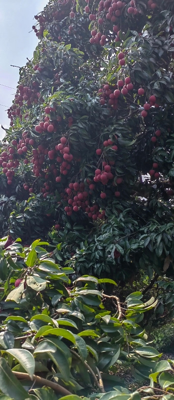 这几天非常热，前天帮小姑的闺蜜摘荔枝，差点晕过去，她家人说，你不要去摘了，赶紧喝